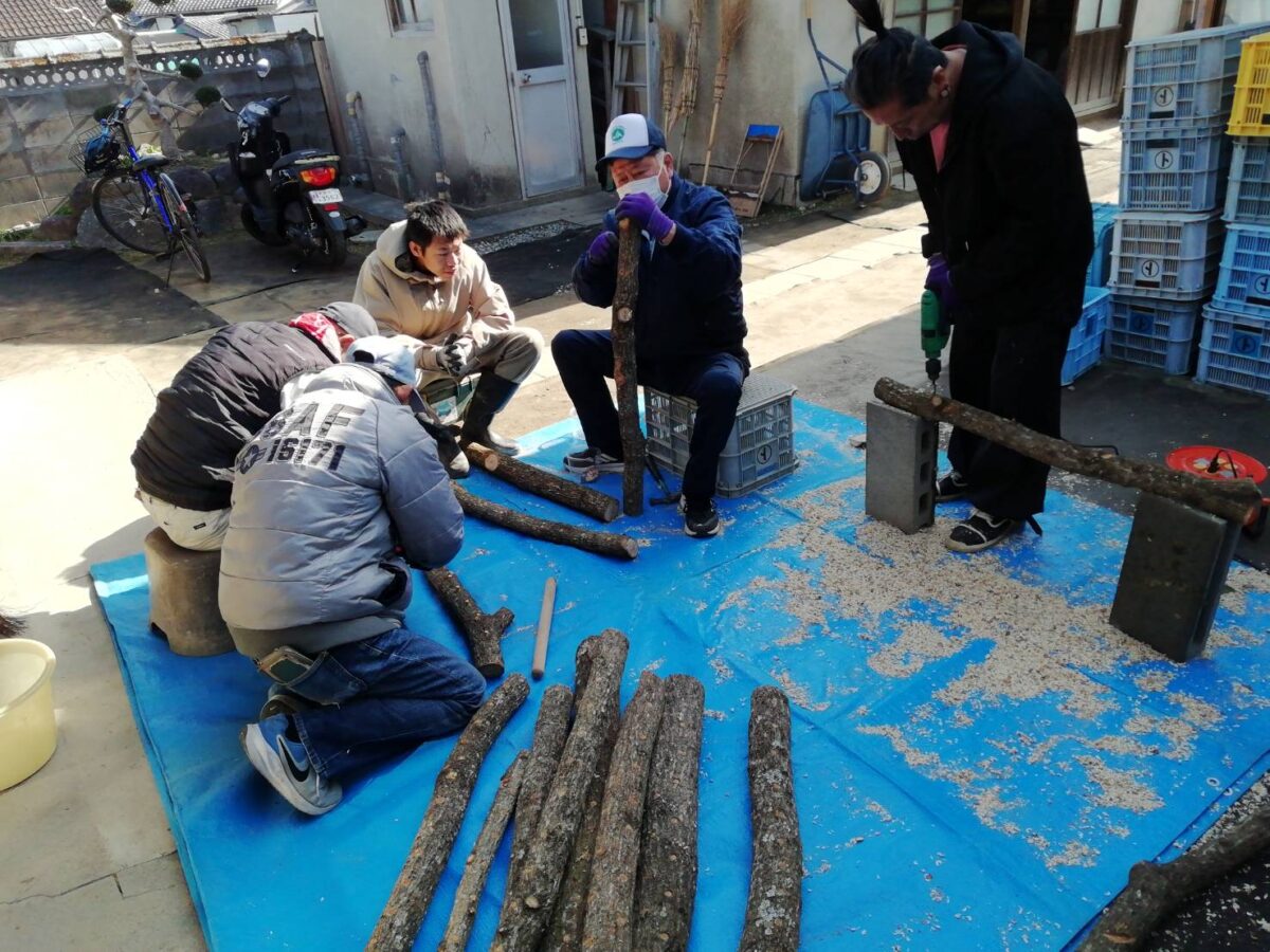 シイタケ栽培にチャレンジ!!