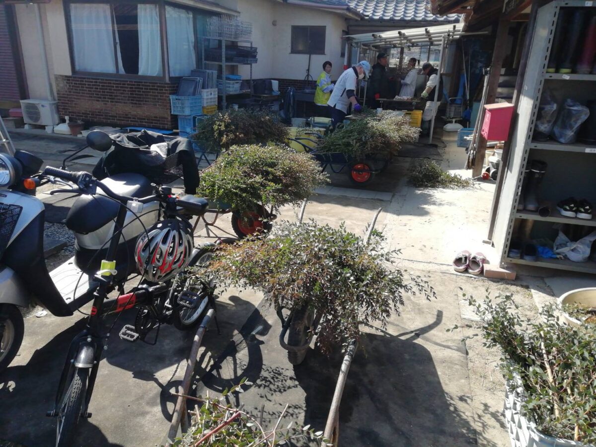 ユーカリの出荷を始めました!!